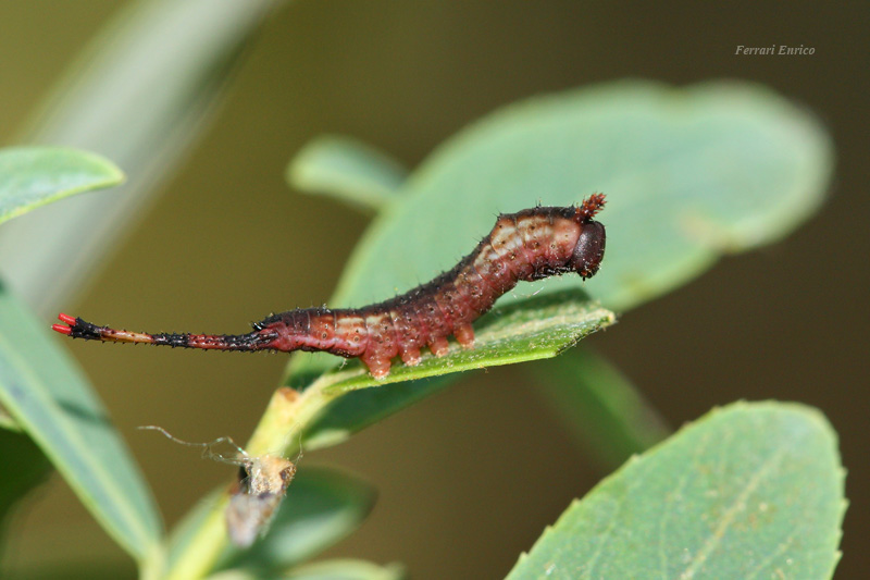 Cerura vinula!